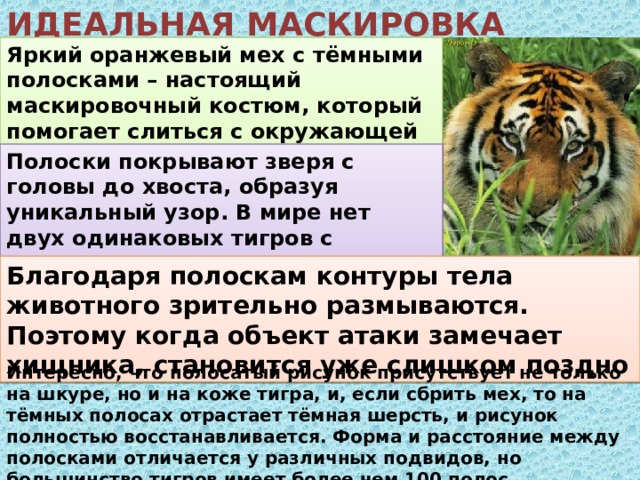 ИДЕАЛЬНАЯ МАСКИРОВКА ТИГРОВ Яркий оранжевый мех с тёмными полосками – настоящий маскировочный костюм, который помогает слиться с окружающей средой. Полоски покрывают зверя с головы до хвоста, образуя уникальный узор. В мире нет двух одинаковых тигров с одинаковыми рисунками. Благодаря полоскам контуры тела животного зрительно размываются. Поэтому когда объект атаки замечает хищника, становится уже слишком поздно Интересно, что полосатый рисунок присутствует не только на шкуре, но и на коже тигра, и, если сбрить мех, то на тёмных полосах отрастает тёмная шерсть, и рисунок полностью восстанавливается. Форма и расстояние между полосками отличается у различных подвидов, но большинство тигров имеет более чем 100 полос.