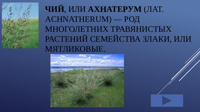 Чий , или ахнатерум (лат. Achnatherum) — род многолетних травянистых растений семейства Злаки, или Мятликовые.