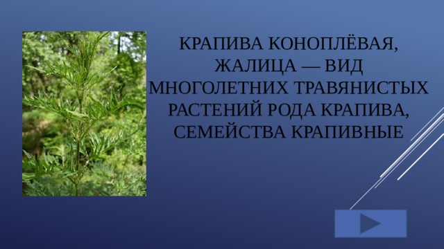Крапива коноплёвая, жалица — вид многолетних травянистых растений рода Крапива, семейства Крапивные