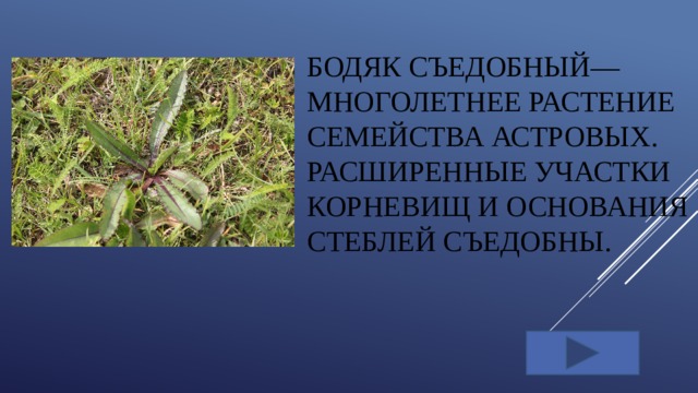 Бодяк съедобный— многолетнее растение семейства астровых. Расширенные участки корневищ и основания стеблей съедобны.