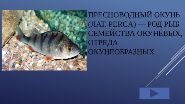 Пресноводный окунь (лат. Perca) — род рыб семейства окунёвых, отряда окунеобразных