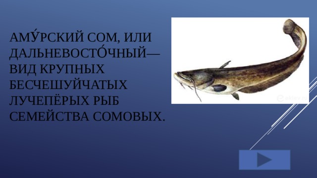 Аму́рский сом, или дальневосто́чный— вид крупных бесчешуйчатых лучепёрых рыб семейства сомовых.