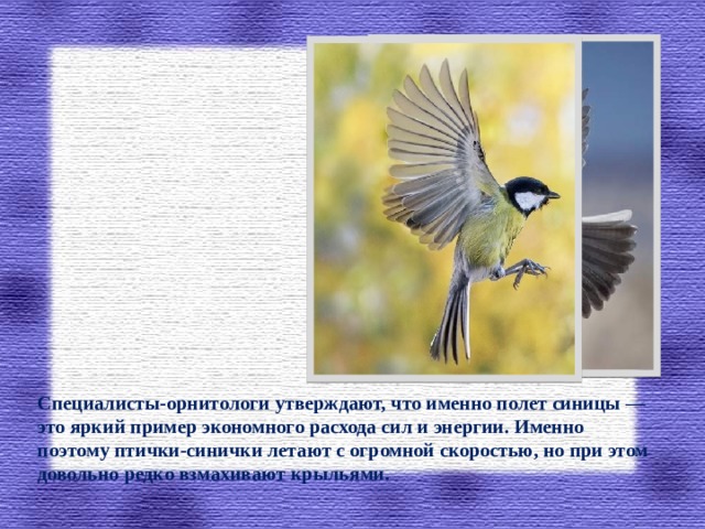 Специалисты-орнитологи утверждают, что именно полет синицы — это яркий пример экономного расхода сил и энергии. Именно поэтому птички-синички летают с огромной скоростью, но при этом довольно редко взмахивают крыльями.