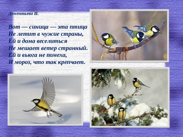 Дементьева И.  Вот — синица — эта птица Не летит в чужие страны, Ей и дома веселиться Не мешает ветер странный. Ей и вьюга не помеха, И мороз, что так крепчает.
