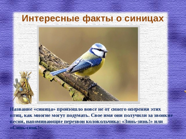 Интересные факты о синицах Название «синица» произошло вовсе не от синего оперения этих птиц, как многие могут подумать. Свое имя они получили за звонкие песни, напоминающие перезвон колокольчика: «Зинь-зинь!» или «Синь-синь!».