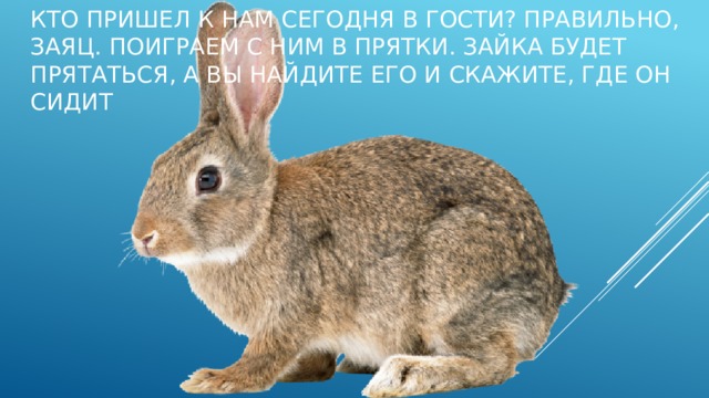 Правильная зайка. Смешные кролики. Заяц и кролик отличия. Заяц vs кролик. Различие кролика и зайца.