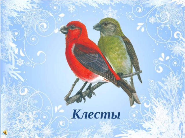 Это небольшие птички красного цвета, с цепкими лапками и характерным крестообразным клювом.