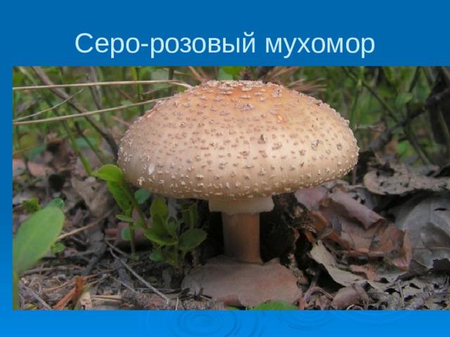 Серо-розовый мухомор