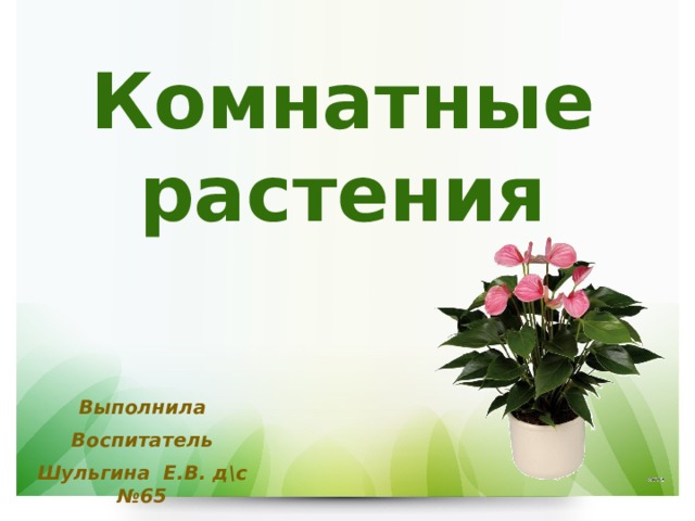 Комнатные растения Выполнила Воспитатель Шульгина Е.В. д\с №65