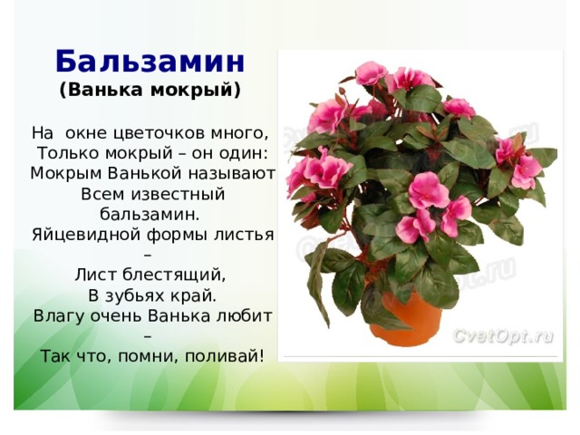 Бальзамин  (Ванька мокрый)   На окне цветочков много,  Только мокрый – он один:  Мокрым Ванькой называют  Всем известный бальзамин.  Яйцевидной формы листья –  Лист блестящий,  В зубьях край.  Влагу очень Ванька любит –  Так что, помни, поливай!