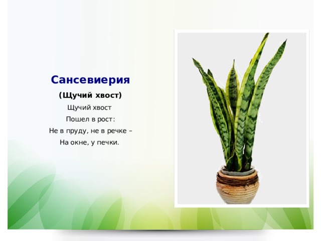 Сансевиерия  (Щучий хвост)  Щучий хвост  Пошел в рост:  Не в пруду, не в речке –  На окне, у печки.