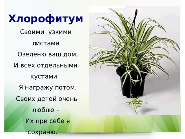 Хлорофитум Своими узкими листами  Озеленю ваш дом, И всех отдельными кустами  Я награжу потом.  Своих детей очень люблю –  Их при себе я сохраню.