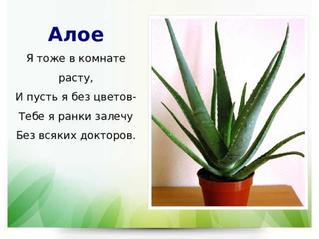 Алое  Я тоже в комнате расту,  И пусть я без цветов-Тебе я ранки залечу  Без всяких докторов.
