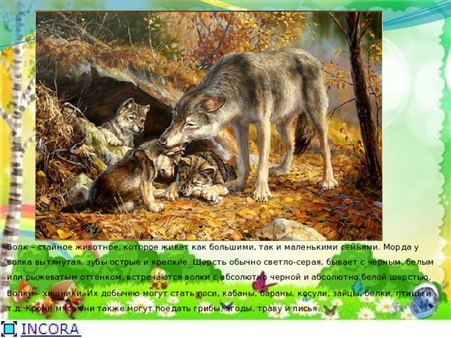 Волк – стайное животное, которое живет как большими, так и маленькими семьями. Морда у волка вытянутая, зубы острые и крепкие. Шерсть обычно светло-серая, бывает с черным, белым или рыжеватым оттенком, встречаются волки с абсолютно черной и абсолютно белой шерстью. Волки – хищники. Их добычею могут стать лоси, кабаны, бараны, косули, зайцы, белки, птицы и т.д. Кроме мяса они также могут поедать грибы, ягоды, траву и лисья.