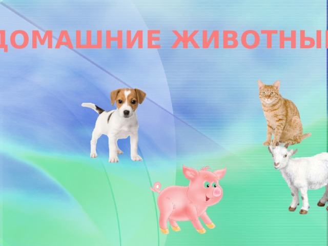 ДОМАШНИЕ ЖИВОТНЫЕ