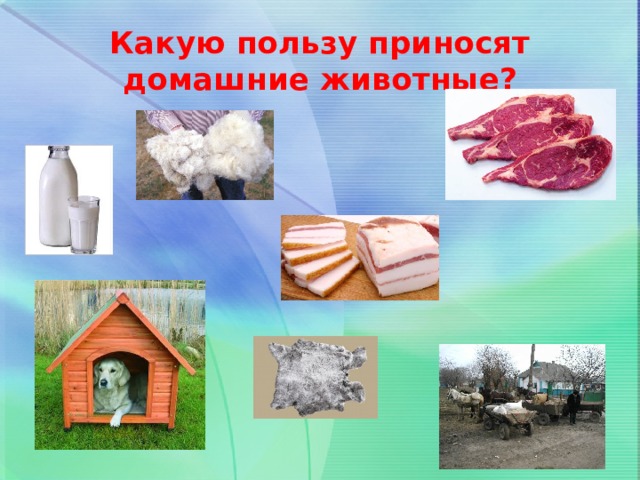 Какую пользу приносят домашние животные?