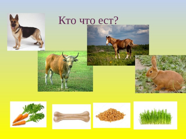 Кто что ест?