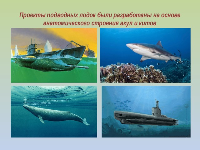 Проекты подводных лодок были разработаны на основе анатомического строения акул и китов