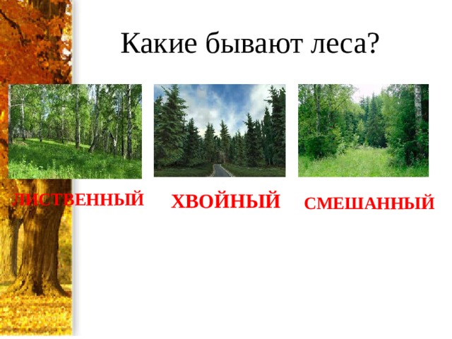 Какие бывают леса? ЛИСТВЕННЫЙ ХВОЙНЫЙ СМЕШАННЫЙ