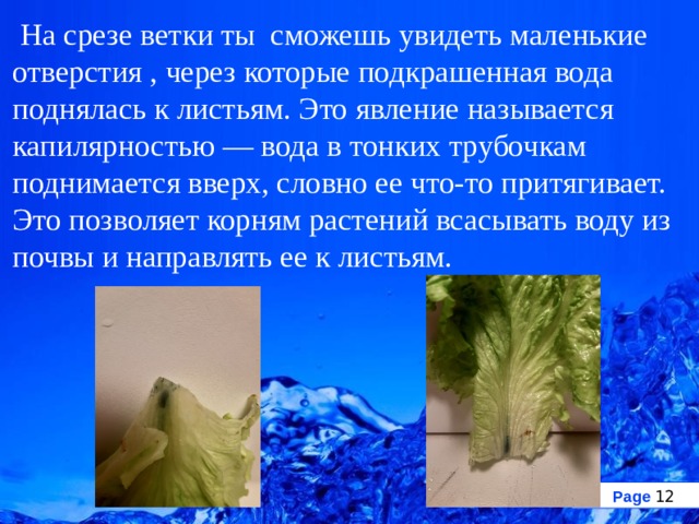 Влияние серебряной воды на растения проект 5 класс