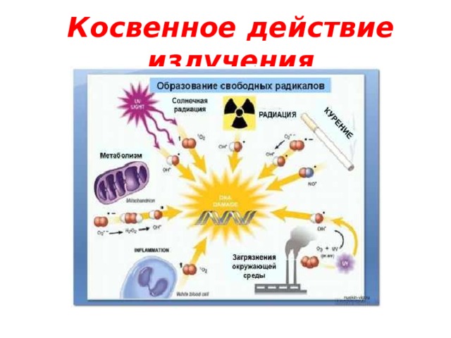 Косвенное действие радиации. Физика 9 кл проект биологическое воздействие радиации.схемы и графики. Действие радиации презентация