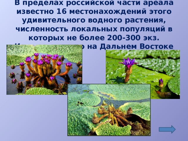В пределах российской части ареала известно 16 местонахождений этого удивительного водного растения, численность локальных популяций в которых не более 200-300 экз. Известна только на Дальнем Востоке