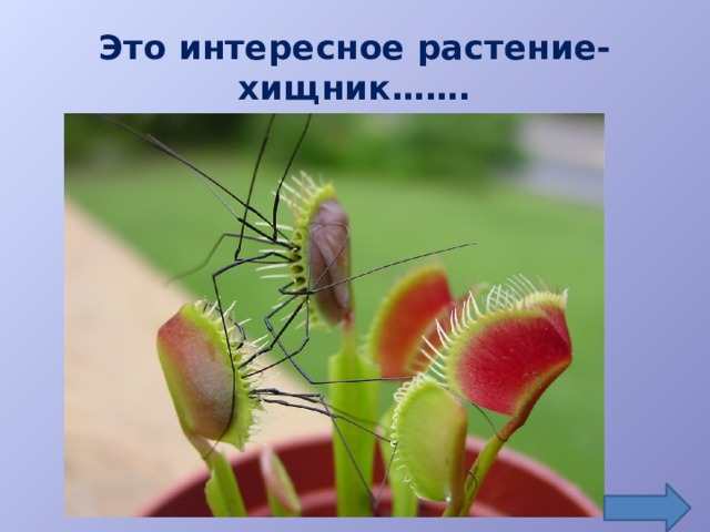 Это интересное растение-хищник…….
