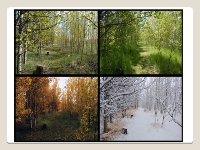 14 времен года в россии. Лес зимой летом весной осенью. KTC летом осенью зимой и весной. Лес в Разное время года. Один пейзаж в разные времена года.
