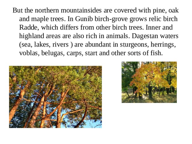 But the northern mountainsides are covered with pine, oak and maple trees. In Gunib birch-grove grows relic birch Radde, which differs from other birch trees. Inner and highland areas are also rich in animals. Dagestan waters (sea, lakes, rivers ) are abundant in sturgeons, herrings, voblas, belugas, carps, start and other sorts of fish.  