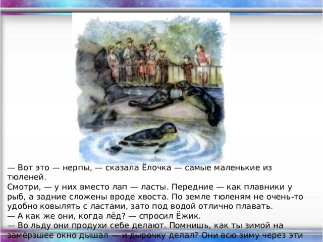 — Вот это — нерпы, — сказала Ёлочка — самые маленькие из тюленей. Смотри, — у них вместо лап — ласты. Передние — как плавники у рыб, а задние сложены вроде хвоста. По земле тюленям не очень-то удобно ковылять с ластами, зато под водой отлично плавать.  — А как же они, когда лёд? — спросил Ёжик.  — Во льду они продухи себе делают. Помнишь, как ты зимой на замёрзшее окно дышал — и дырочку делал? Они всю зиму через эти дыры-продухи дышат и на лёд через них вылезают.