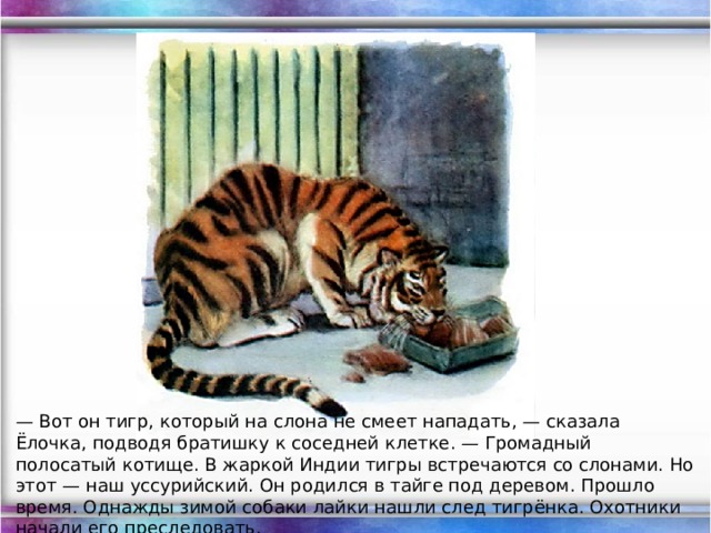 — Вот он тигр, который на слона не смеет нападать, — сказала Ёлочка, подводя братишку к соседней клетке. — Громадный полосатый котище. В жаркой Индии тигры встречаются со слонами. Но этот — наш уссурийский. Он родился в тайге под деревом. Прошло время. Однажды зимой собаки лайки нашли след тигрёнка. Охотники начали его преследовать.