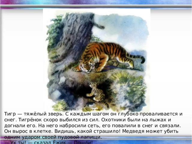 Тигр — тяжёлый зверь. С каждым шагом он глубоко проваливается и снег. Тигрёнок скоро выбился из сил. Охотники были на лыжах и догнали его. На него набросили сеть, его повалили в снег и связали. Он вырос в клетке. Видишь, какой страшило! Медведя может убить одним ударом своей пудовой лапищи. — Ух ты! — сказал Ёжик.— Пошли!