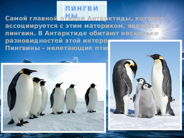 ПИНГВИНЫ Самой главной птицей Антарктиды, которая ассоциируется с этим материком, является пингвин. В Антарктиде обитают несколько разновидностей этой интересной птицы. Пингвины - нелетающие птицы.
