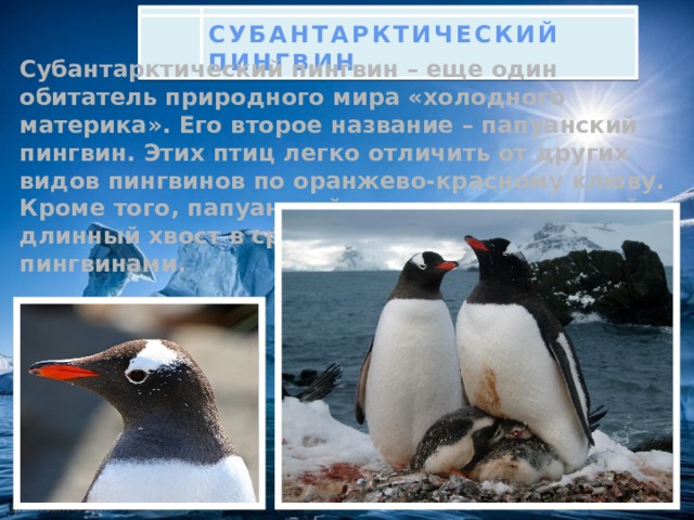 СУБАНТАРКТИЧЕСКИЙ ПИНГВИН Субантарктический пингвин – еще один обитатель природного мира «холодного материка». Его второе название – папуанский пингвин. Этих птиц легко отличить от других видов пингвинов по оранжево-красному клюву. Кроме того, папуанский пингвин имеет самый длинный хвост в сравнении с другими пингвинами.