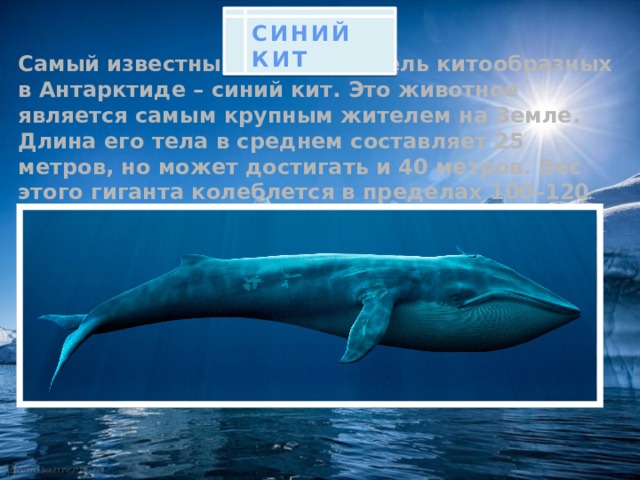 СИНИЙ КИТ Самый известный представитель китообразных в Антарктиде – синий кит. Это животное является самым крупным жителем на Земле. Длина его тела в среднем составляет 25 метров, но может достигать и 40 метров. Вес этого гиганта колеблется в пределах 100–120 тонн.