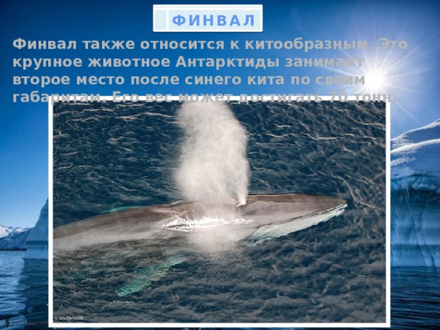 ФИНВАЛ Финвал также относится к китообразным. Это крупное животное Антарктиды занимает второе место после синего кита по своим габаритам. Его вес может достигать 70 тонн.