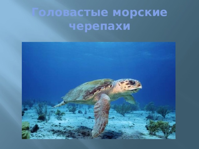 Головастые морские черепахи