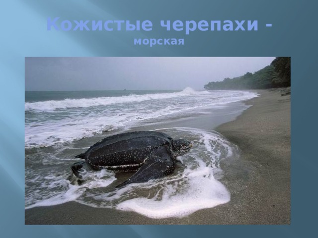 Кожистые черепахи - морская