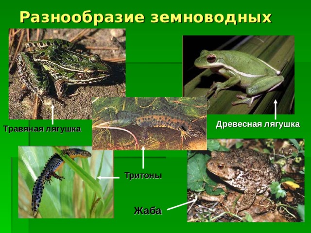 Разнообразие земноводных Древесная лягушка Травяная лягушка Тритоны Жаба