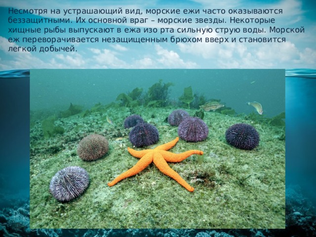 План о глубоководных морских обитателях