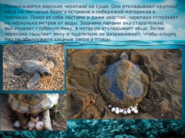 Размножаются морские черепахи на суше. Они откладывают крупные яйца на песчаные берега островов и побережий материков в тропиках. Помогая себе ластами и даже хвостом, черепаха отползает на несколько метров от воды. Задними лапами она старательно выкапывает глубокую ямку, в которую откладывает яйца. Затем черепаха засыпает ямку и тщательно ее разравнивает, чтобы кладку яиц не обнаружили хищные звери и птицы.