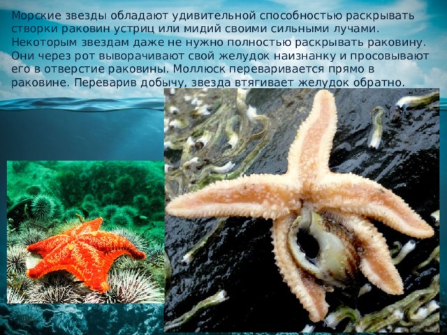 Морские звезды обладают удивительной способностью раскрывать створки раковин устриц или мидий своими сильными лучами. Некоторым звездам даже не нужно полностью раскрывать раковину. Они через рот выворачивают свой желудок наизнанку и просовывают его в отверстие раковины. Моллюск переваривается прямо в раковине. Переварив добычу, звезда втягивает желудок обратно.