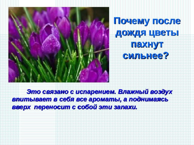 Почему после дождя цветы пахнут сильнее?  Это связано с испарением. Влажный воздух впитывает в себя все ароматы, а поднимаясь вверх  переносит с собой эти запахи.