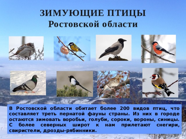 ЗИМУЮЩИЕ ПТИЦЫ  Ростовской области В Ростовской области обитает более 200 видов птиц, что составляет треть пернатой фауны страны. Из них в городе остаются зимовать воробьи, голуби, сороки, вороны, синицы. С более северных широт к нам прилетают снегири, свиристели, дрозды-рябинники.