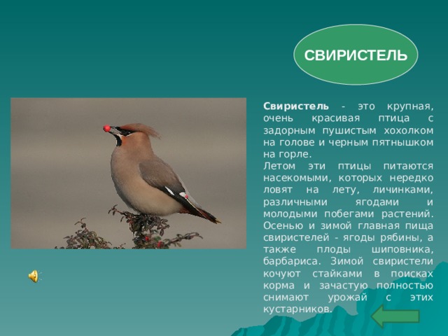 СВИРИСТЕЛЬ Свиристель - это крупная, очень красивая птица с задорным пушистым хохолком на голове и черным пятнышком на горле. Летом эти птицы питаются насекомыми, которых нередко ловят на лету, личинками, различными ягодами и молодыми побегами растений. Осенью и зимой главная пища свиристелей - ягоды рябины, а также плоды шиповника, барбариса. Зимой свиристели кочуют стайками в поисках корма и зачастую полностью снимают урожай с этих кустарников.