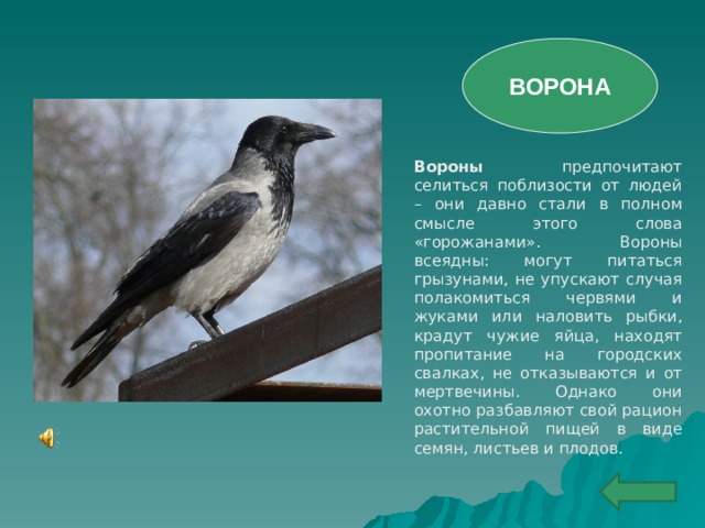 ВОРОНА Вороны предпочитают селиться поблизости от людей – они давно стали в полном смысле этого слова «горожанами». Вороны всеядны: могут питаться грызунами, не упускают случая полакомиться червями и жуками или наловить рыбки, крадут чужие яйца, находят пропитание на городских свалках, не отказываются и от мертвечины. Однако они охотно разбавляют свой рацион растительной пищей в виде семян, листьев и плодов.