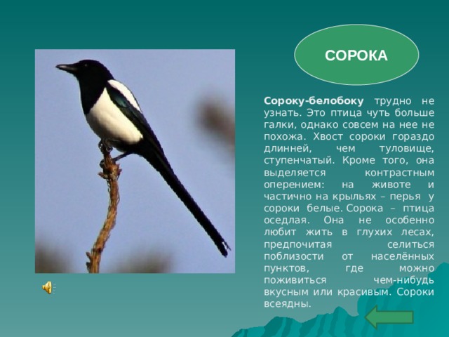 СОРОКА Сороку-белобоку трудно не узнать. Это птица чуть больше галки, однако совсем на нее не похожа. Хвост сороки гораздо длинней, чем туловище, ступенчатый. Кроме того, она выделяется контрастным оперением: на животе и частично на крыльях – перья у сороки белые. Сорока – птица оседлая. Она не особенно любит жить в глухих лесах, предпочитая селиться поблизости от населённых пунктов, где можно поживиться чем-нибудь вкусным или красивым. Сороки всеядны. 