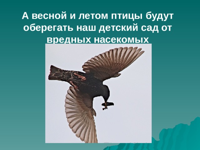 А весной и летом птицы будут оберегать наш детский сад от вредных насекомых