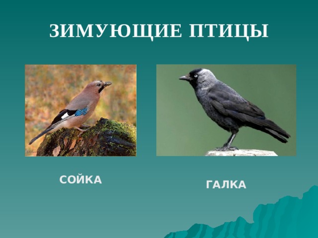 ЗИМУЮЩИЕ ПТИЦЫ  СОЙКА  ГАЛКА