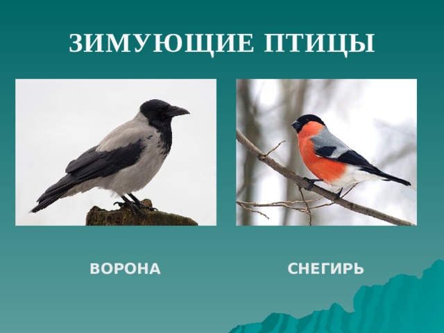 ЗИМУЮЩИЕ ПТИЦЫ  ВОРОНА  СНЕГИРЬ